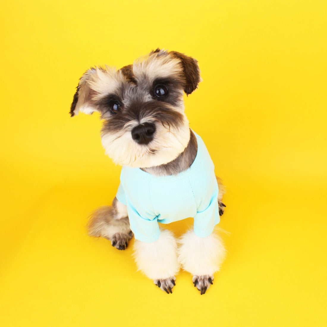 Chao Brand Pet T-shirt Summer New Small And Medium Sized Dog Cat All Cotton Thin T-shirt Sherry Bear Teddy Clothes