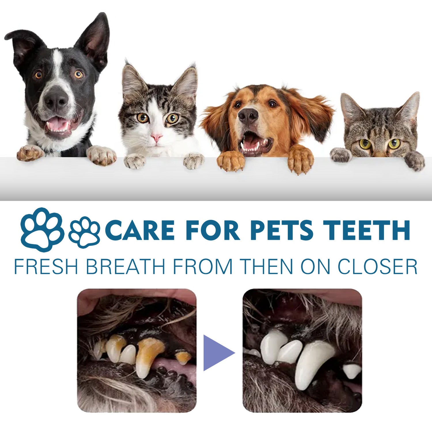 Pet Oral Cleaning Spray Remove Tartar And Bad Breath