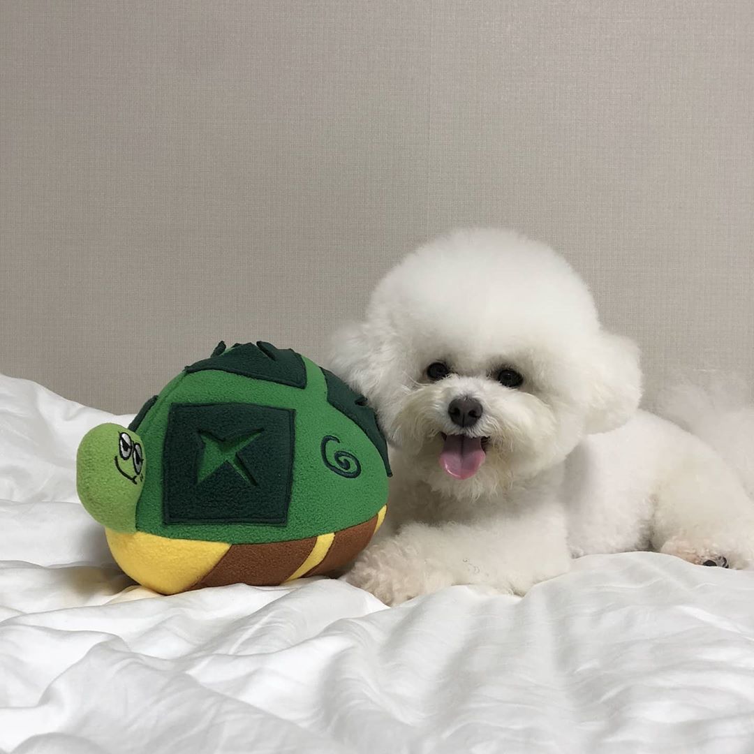 Pet Hidden Food Sniff New Turtle Hidden Food Toy