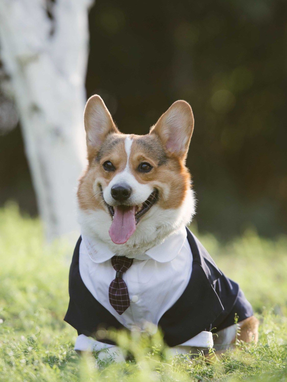 Pet Suit Dog Dress Tuxedo